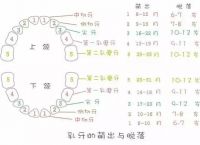 [乳牙总共多少颗]乳牙多少颗恒牙多少颗