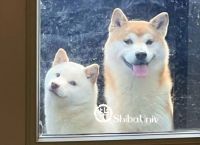 shibainu-shibainu什么意思