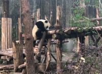 梯子panda,梯子攀登高度不得超过多少米