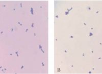 [microscope的前缀]microscopic的前缀