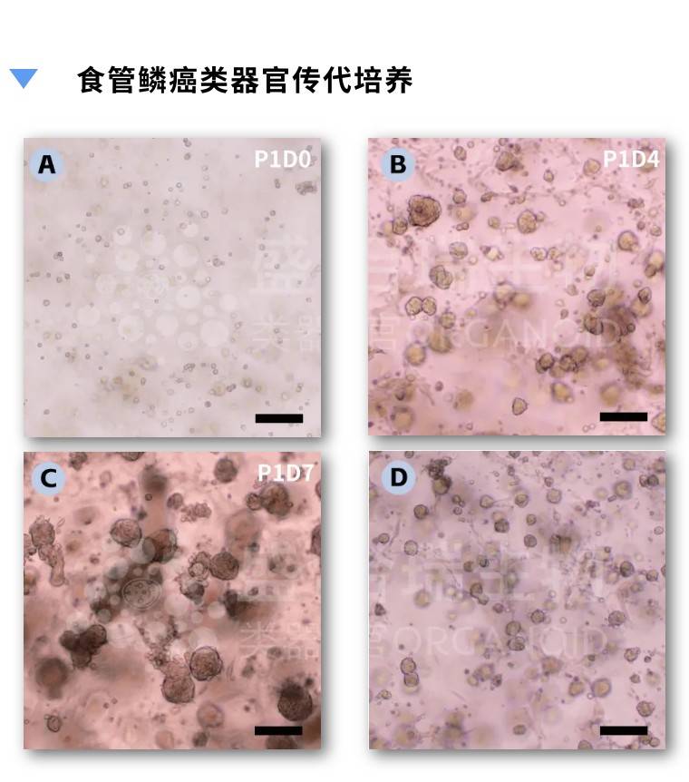 瑞钱包安卓版下载,瑞钱包v5下载官网