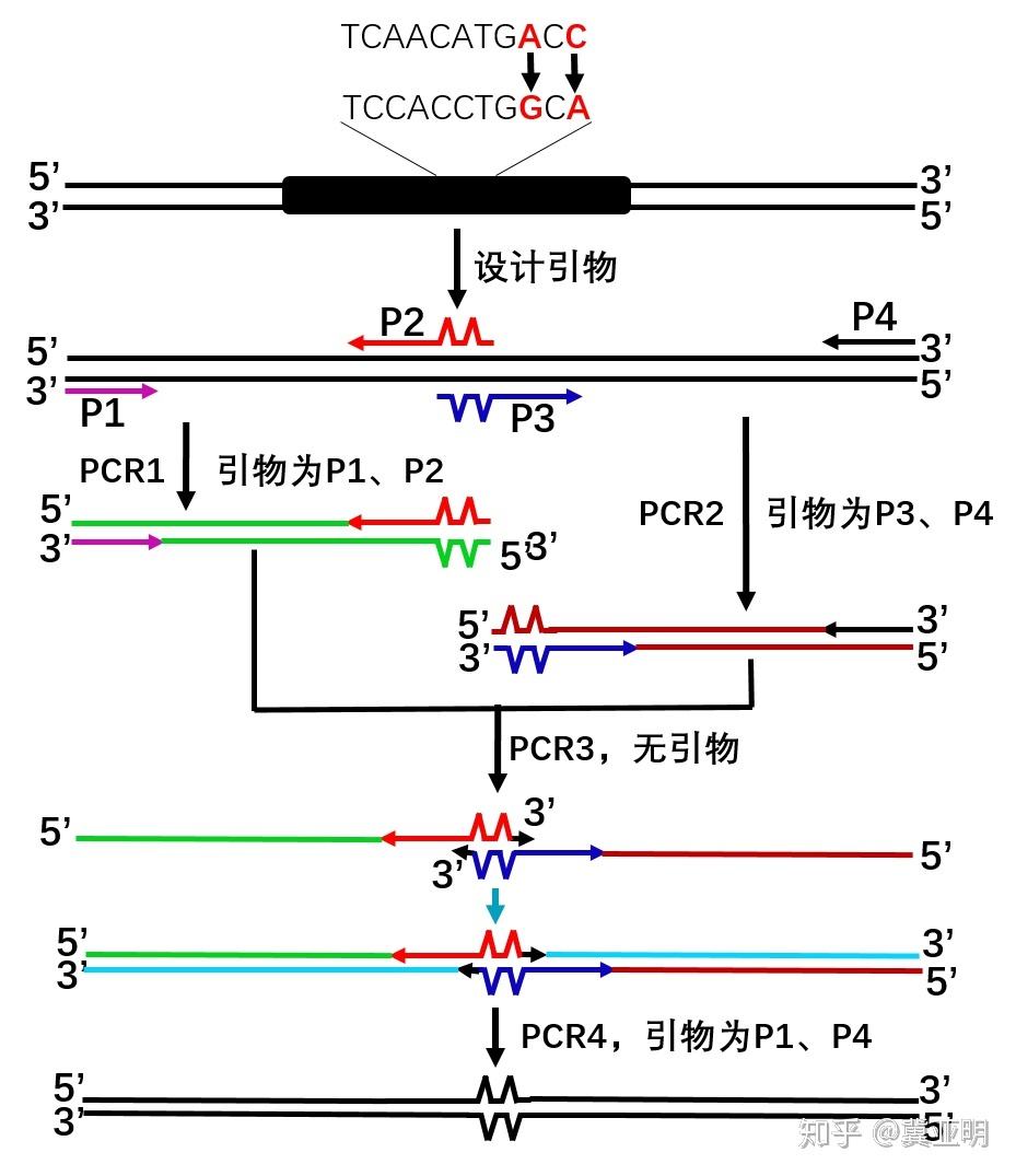 关于trx标签对蛋白的影响的信息