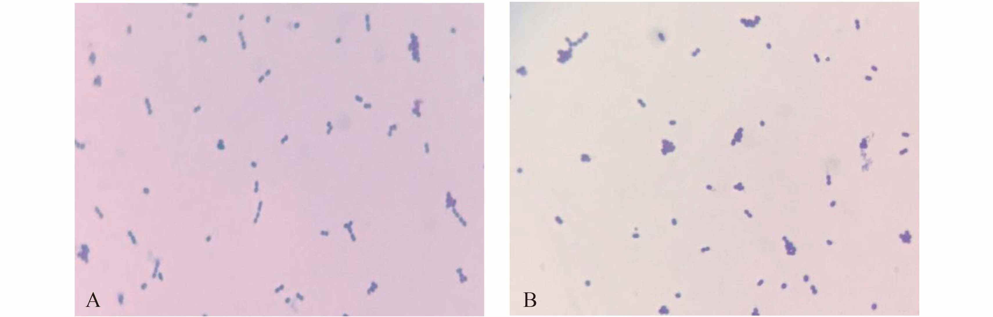 [microscope的前缀]microscopic的前缀