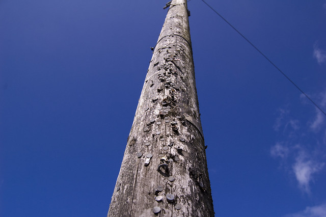 [telegraphpole]telegraphpole are gray