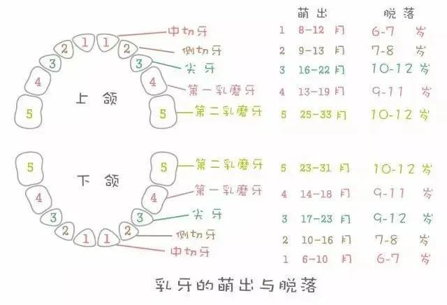 [乳牙总共多少颗]乳牙多少颗恒牙多少颗