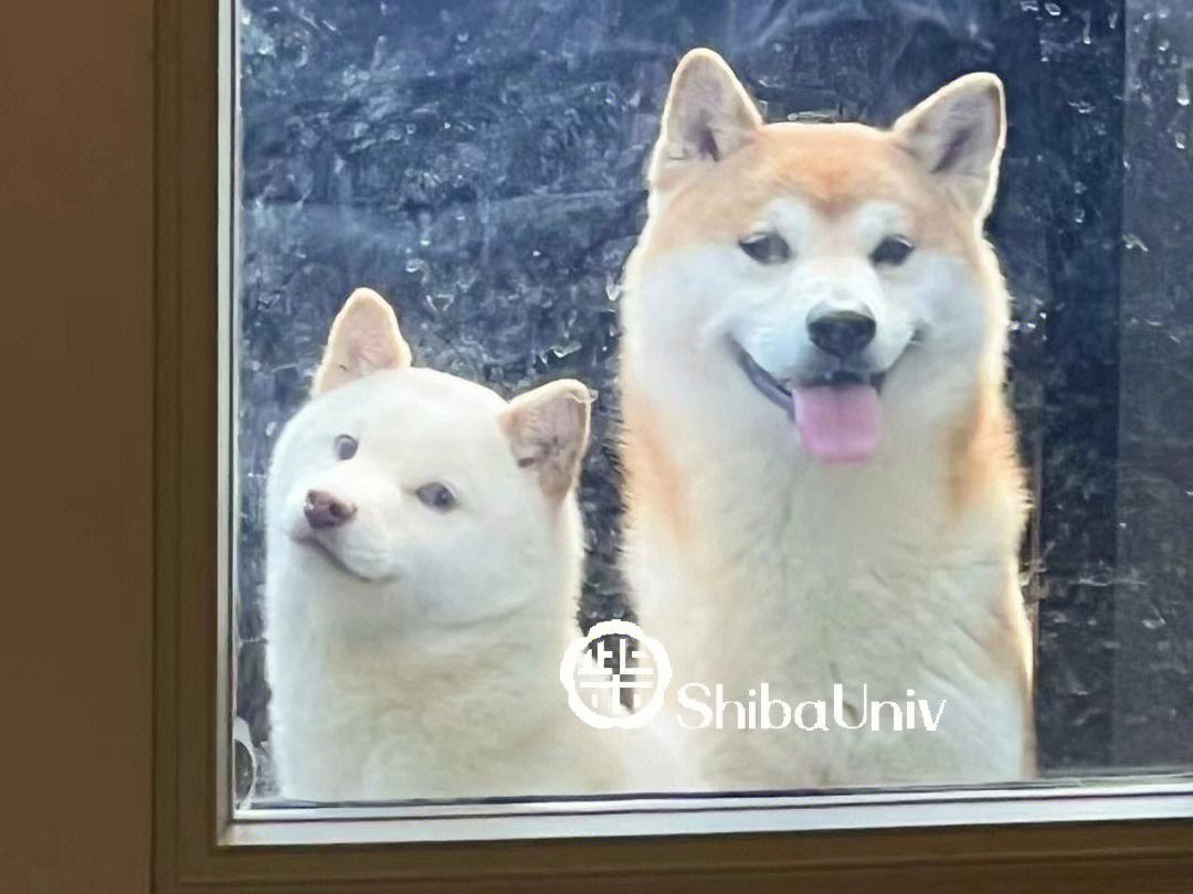 shibainu-shibainu什么意思