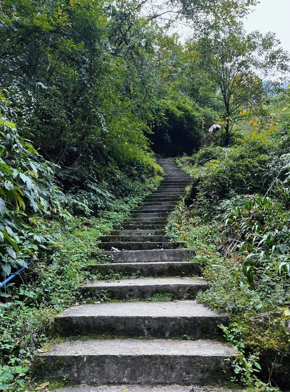 小众梯子推荐,小众梯子推荐品牌