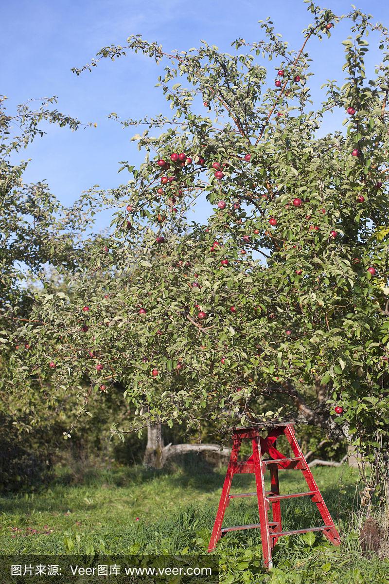 苹果免费梯子软件哪个好,苹果手机免费梯子软件哪个好用