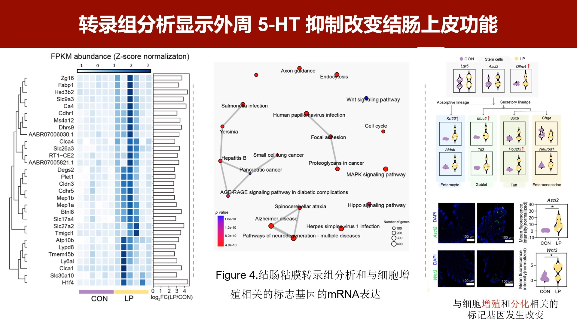 meta标签的作用,你应该在meta标签里放什么?