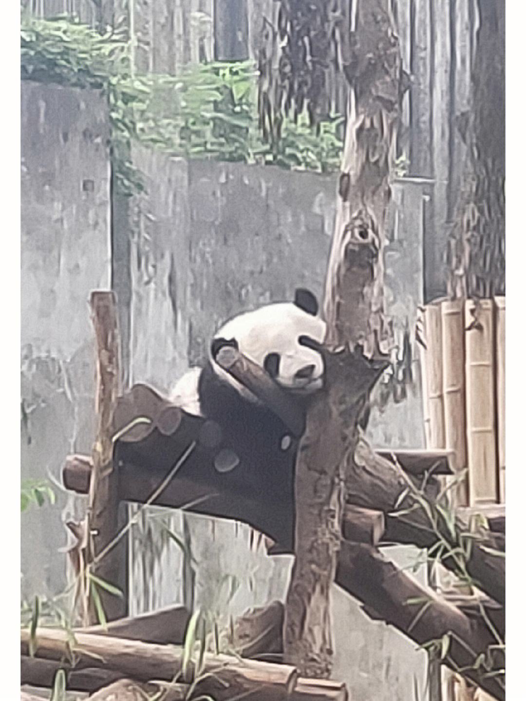 panda,pandan