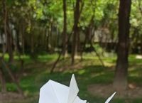 世界上最菜的纸飞机,世界上最菜的纸飞机一