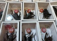 电报蛉虫饲养,电报蛉虫寿命多长