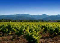 winemono官方正版下载,wine collection下载