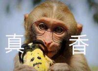 [电报猴是什么梗]网络猴子行为是什么梗