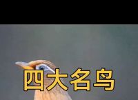 十大笼养鸟排名,排名前10最好养的鸟