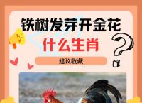 今期买鸡输尽光打生肖