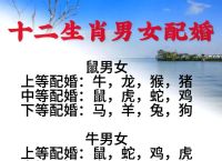 00年属什么生肖配对最好婚姻,00年属什么生肖配对最好婚姻呢