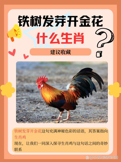 今期买鸡输尽光打生肖