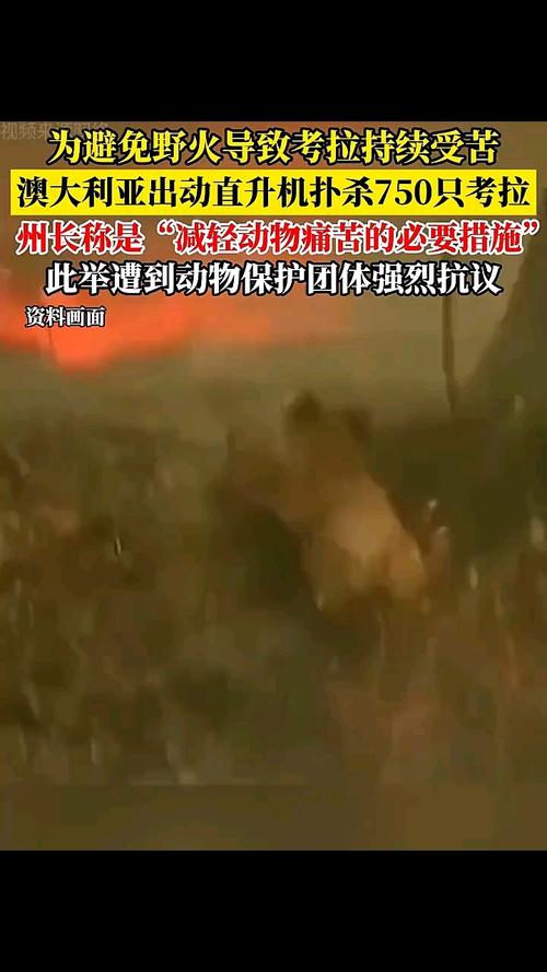 揭露扑杀750只考拉背后的生态挑战与保护措施
