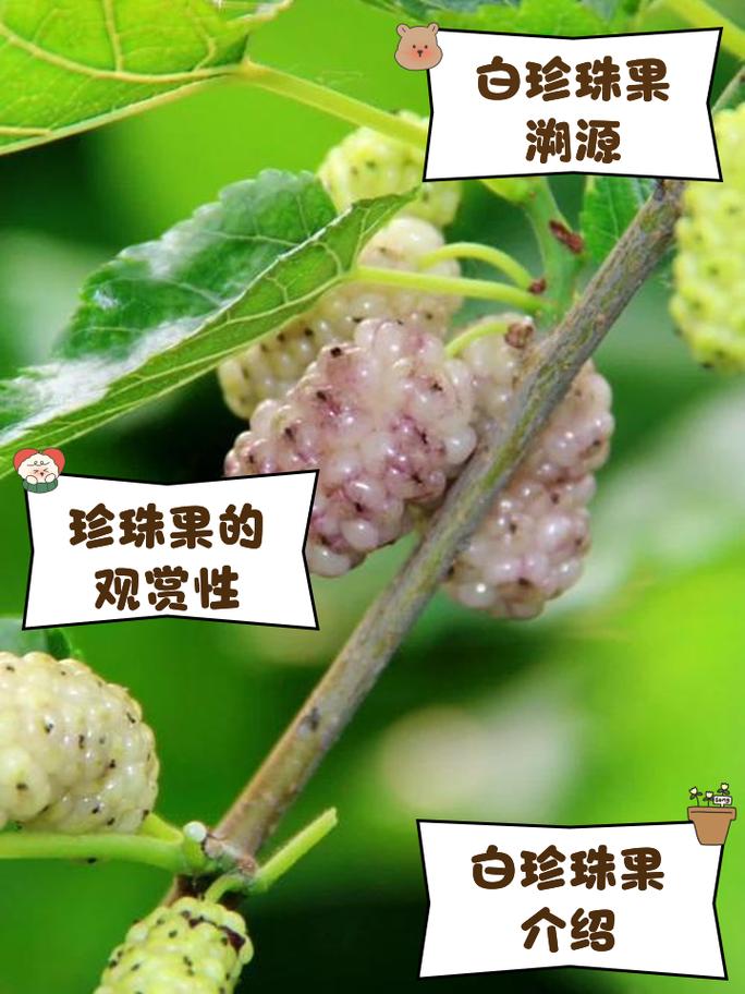 明珠果长什么样？了解明珠果的独特外观与营养价值