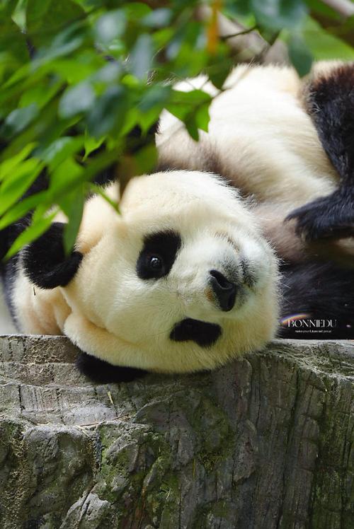 关于大熊猫福宝进行脱敏训练的信息