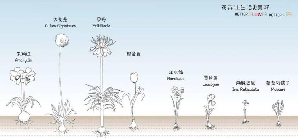 变态的茎或根是什么意思的简单介绍