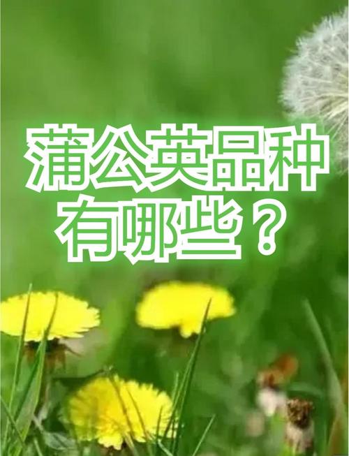 关于网红大号蒲公英系外来物种的信息
