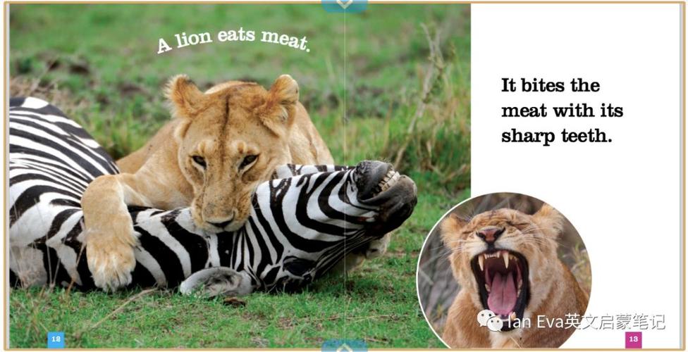 lion怎么读英语,lion怎么读英文怎么说