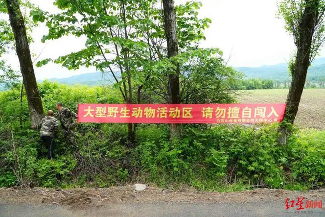 包含吉林图们疑有老虎进村咬死牛的词条