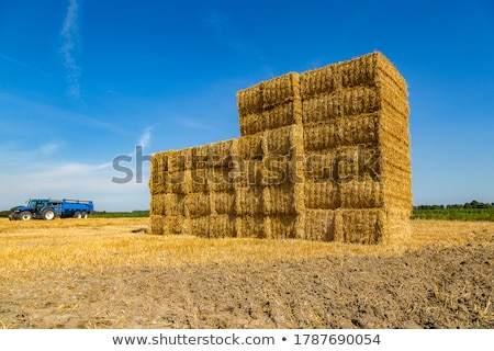 [bales]巴勒斯坦和巴基斯坦是不是一个国家
