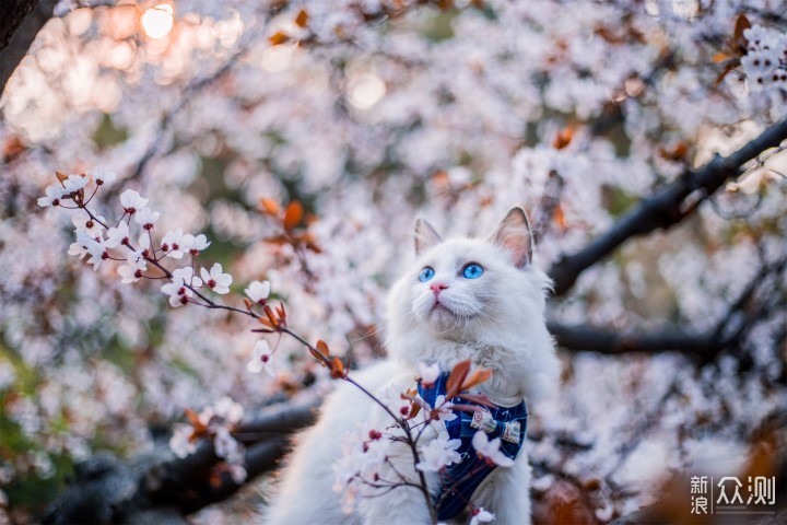 樱花猫梯子,樱花猫加速官网下载