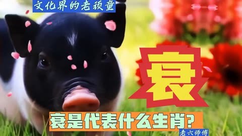 一清二白猜一生肖,一清二白猜正确的动物